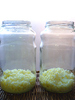 Bio Kefir / Milchkefir Drink - Wellness-Drinks