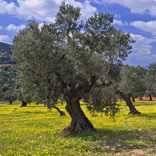 Intenso 0,25 l (Glasflasche) - LA ORGANIC