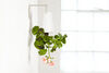 Sky Planter S - Boskke