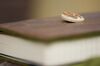 Moleskine Leder/Filz-Einband - filz:stueck