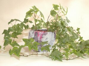Töpfe für Pflanzen und Kräuter von Leesha - Modell Rosa Lee - Leesha