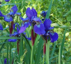 Iris sibirica 'kornblumenblau' - Alte-Imkerei