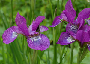 Iris sibirica 'Sparkling Rose' - Alte-Imkerei
