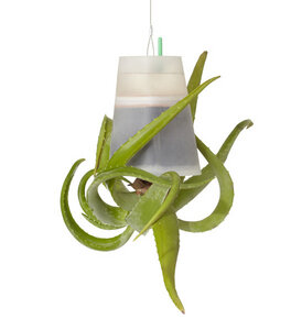 Sky Planter transparent Small und Medium - Boskke