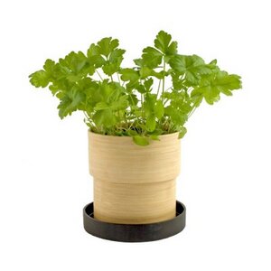 Bamboo Grow Pot - Pflanze im Bambustopf - Potting Shed Creations