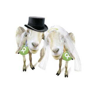 Ziegenpärchen - OxfamUnverpackt