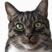 Mausbert