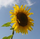 Sonneblume